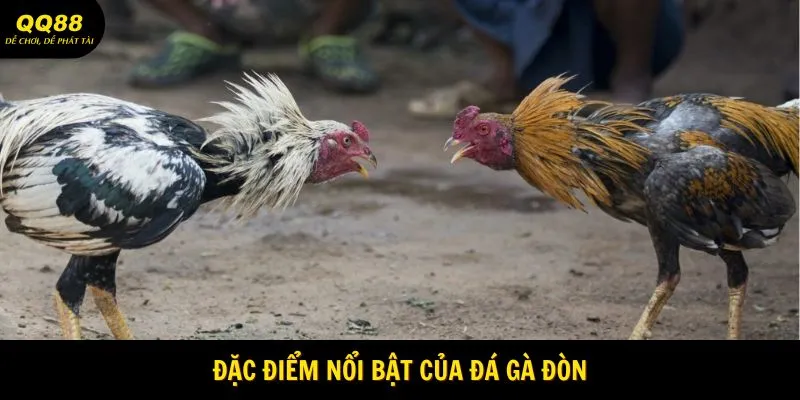 Đá Gà Đòn - Nơi Thể Hiện Bản Lĩnh Mạnh Mẽ Tại QQ88 2 Đặc điểm nổi bật của đá gà đòn