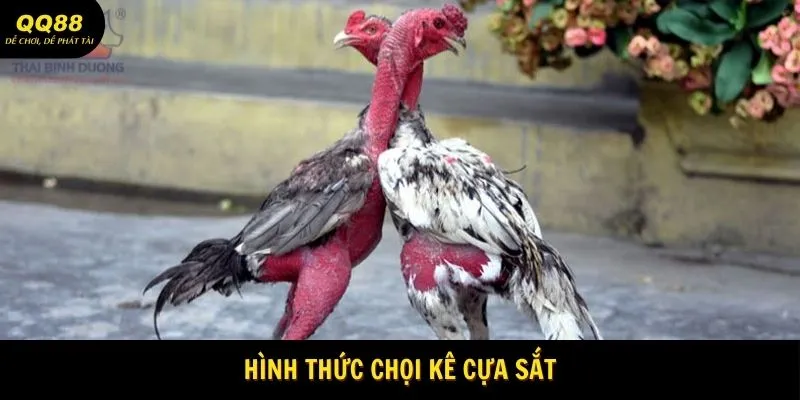 Đá Gà Tre - Trận Đấu Lôi Cuốn Tại Nhà Cái QQ88 2 Hình thức chọi kê khốc liệt
