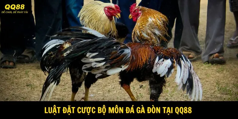 Đá Gà Đòn - Nơi Thể Hiện Bản Lĩnh Mạnh Mẽ Tại QQ88 3 Luật đặt cược bộ môn đá gà đòn tại QQ88