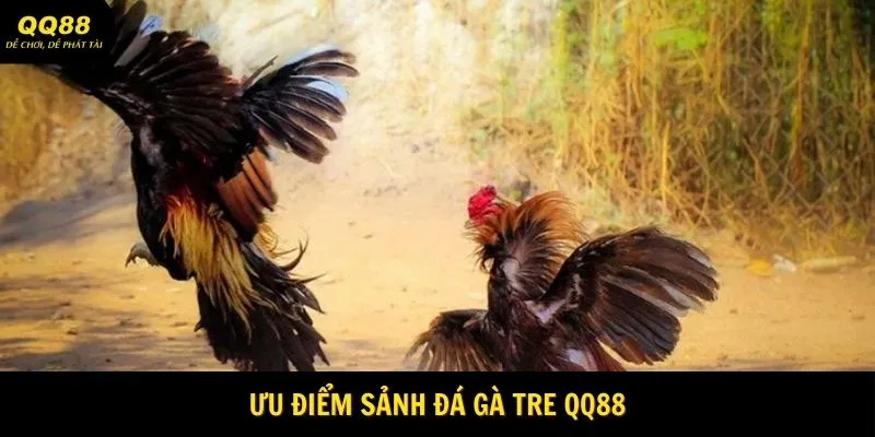 Đá Gà Tre - Trận Đấu Lôi Cuốn Tại Nhà Cái QQ88 3 Ưu điểm khi tham gia đá gà tre QQ88